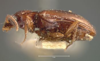 Media type: image;   Entomology 5581 Aspect: habitus lateral view